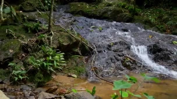 Горный ручей в тропическом лесу — стоковое видео
