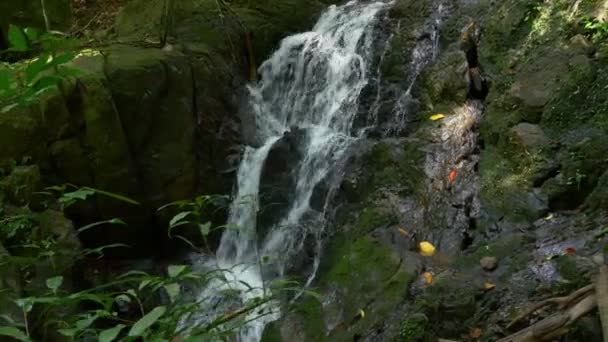 Córrego de montanha na floresta tropical — Vídeo de Stock