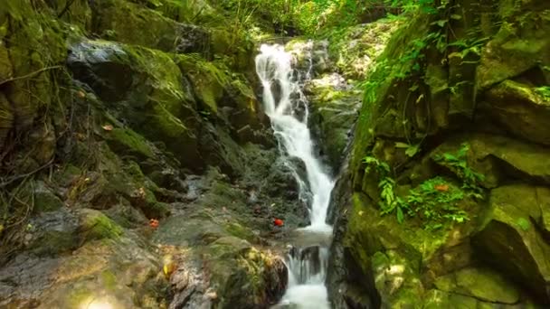 Arroyo de montaña en el bosque tropical — Vídeos de Stock