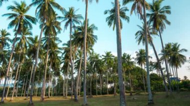 Mavi gökyüzüne karşı palmiye ağaçları