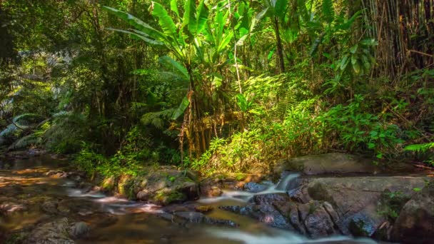 Ruisseau de montagne dans la forêt tropicale — Video