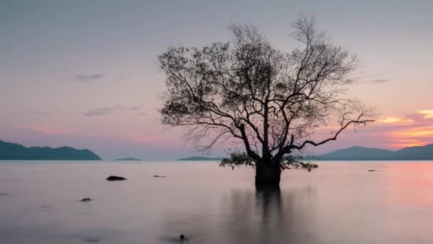 Phuket Adası yaz günbatımı plaj ağaç kıyı şeridi panorama 4 k zaman sukut Tayland — Stok video