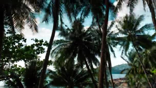 Palmeira praia de phuket ilha — Vídeo de Stock