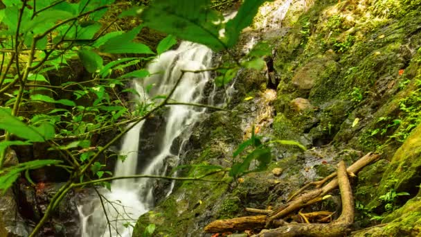 Córrego de montanha na floresta tropical — Vídeo de Stock