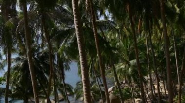 Phuket Adası'nda palmiye ağaçları