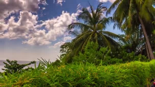 푸 켓 섬 녹색 식물 팜 트리 블루 스카이 파노라마 4 k 시간 경과 태국 — 비디오
