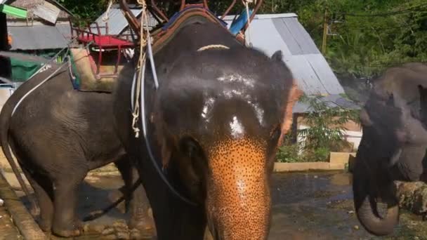 Laver les grands éléphants — Video