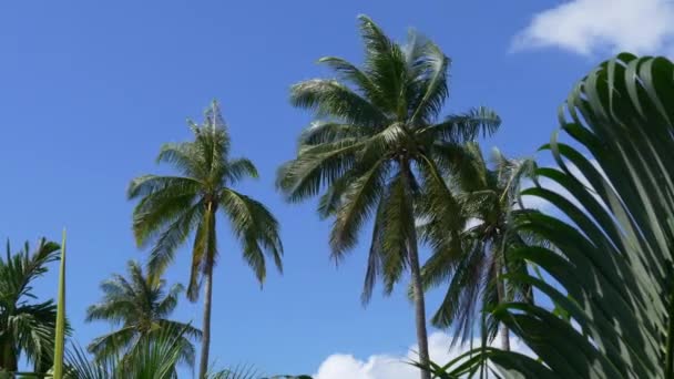 Palm trees against blue sky — Stock Video