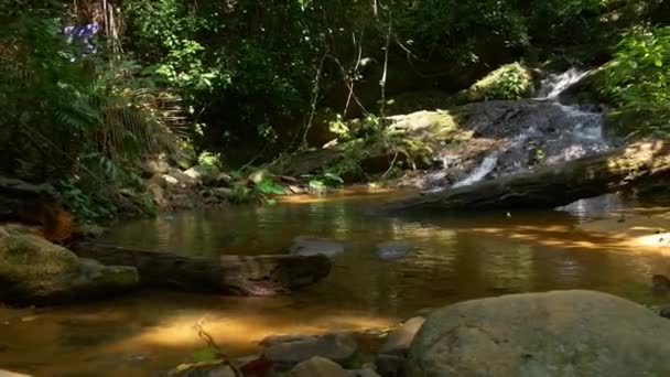 Córrego de montanha na floresta tropical — Vídeo de Stock