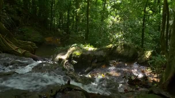 Гірський потік в тропічному лісі — стокове відео