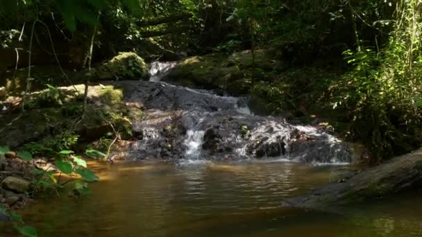 Córrego de montanha na floresta tropical — Vídeo de Stock