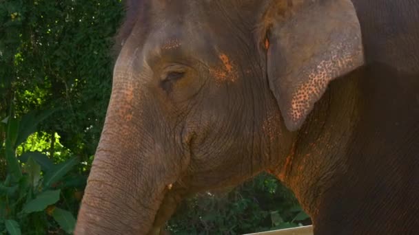 Листья поедания слонов — стоковое видео