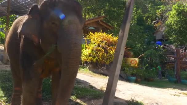 Feuilles de consommation d'éléphants 