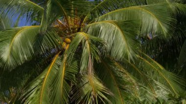 Mavi gökyüzüne karşı palmiye ağaçları