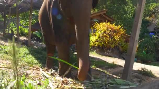 Olifant eten bladeren — Stockvideo