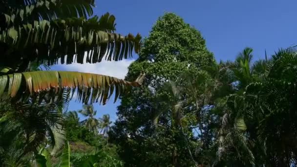 Mavi gökyüzüne karşı palmiye ağaçları — Stok video