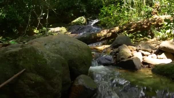 在热带森林中的山间溪流 — 图库视频影像