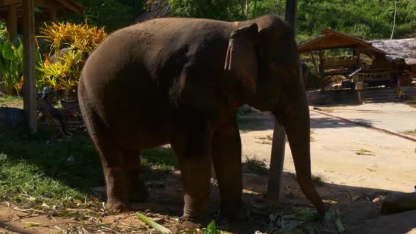 Feuilles de consommation d'éléphants 