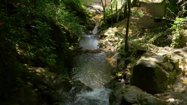 ruisseau de montagne dans la forêt tropicale 