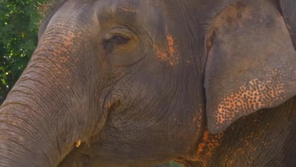 Слон їдять листя — стокове відео