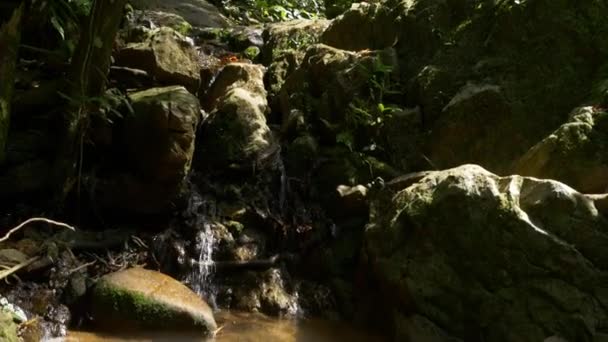 Arroyo de montaña en el bosque tropical — Vídeos de Stock