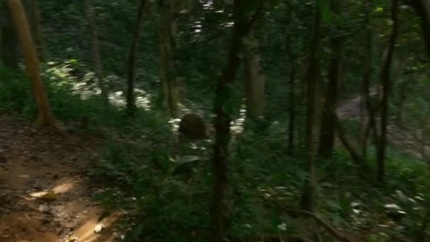 Езда вдоль леса Пхукет — стоковое видео