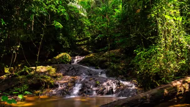 ruisseau de montagne dans la forêt tropicale 