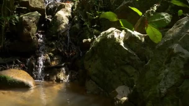 Fjällbäck i den tropiska skogen — Stockvideo