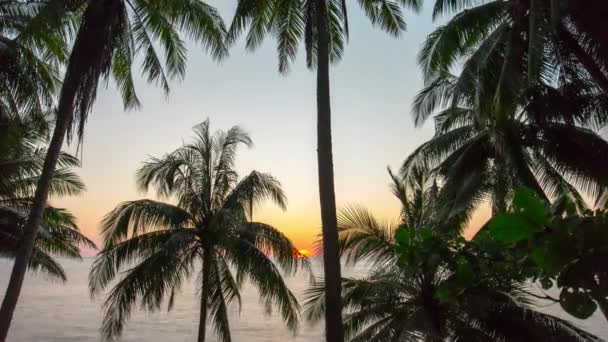 Силуети пальмових дерев на фоні заходу сонця — стокове відео