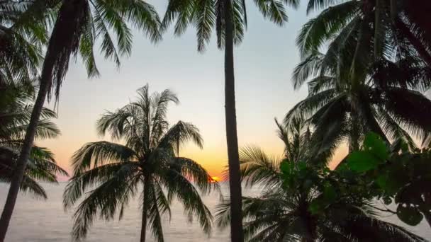 Silhouettes of palm trees against sunset sky — Stock Video