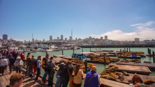 Leones marinos en Pier — Vídeos de Stock