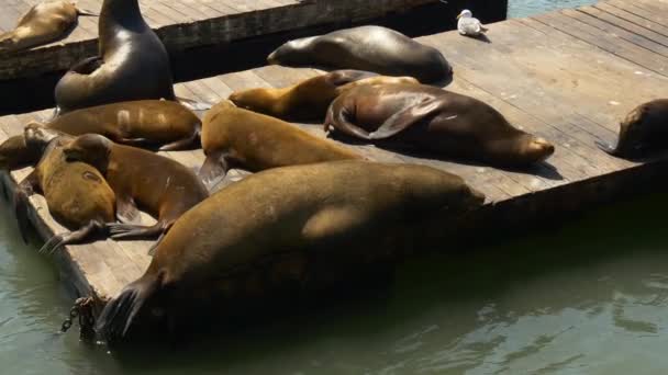 Sea lions at Pier 39 — Stock Video