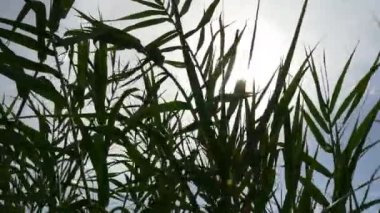 yeşil yaprakları Tema