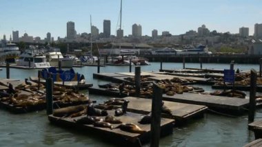 39. rıhtımdaki deniz aslanları.