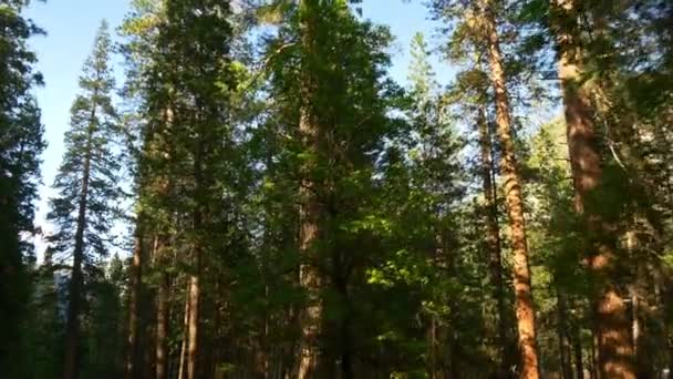 Hermoso Parque Nacional Yosemite — Vídeo de stock