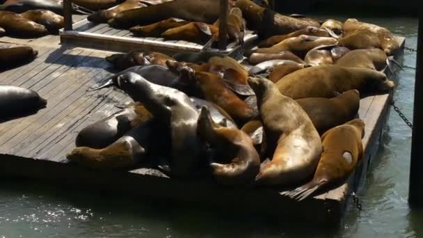 Seelöwen an Pier 39 — Stockvideo