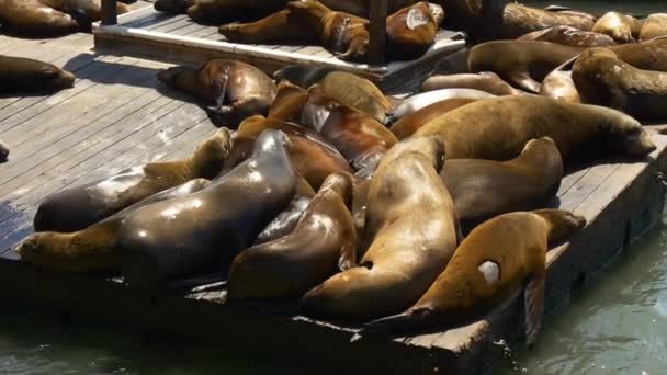 Leones marinos en el muelle 39 — Vídeos de Stock