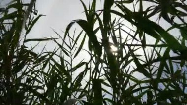 yeşil yaprakları Tema