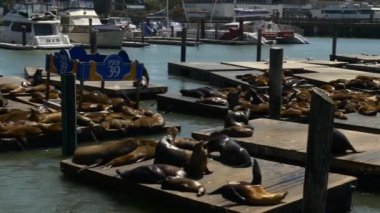 39. rıhtımdaki deniz aslanları.