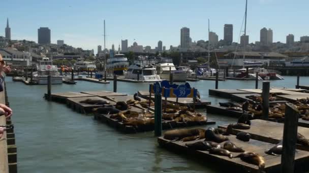 Fur seals crowded on pier — Stock Video