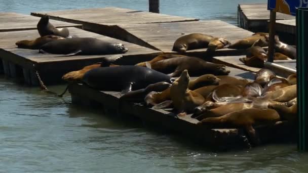 39. rıhtımdaki deniz aslanları. — Stok video