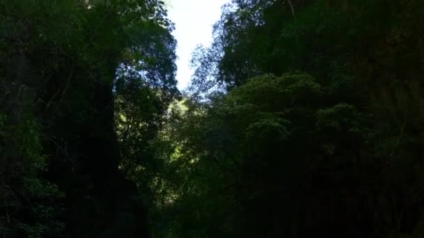 Yaz günü ormanda — Stok video