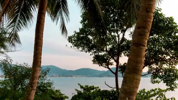 Palm trees at patong beach — Stock Video
