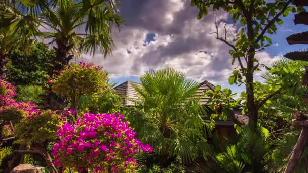 Wind Moving Palms — Stock Video