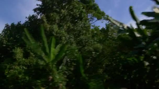 Chevauchant le long de la forêt phuket — Video