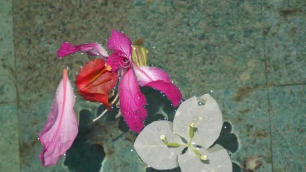 Flores Piscina Cámara Lenta Isla Bali Indonesia — Vídeos de Stock