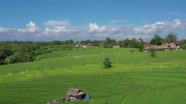 Güneşli bir gün Bali adası ünlü pirinç tarlaları hava manzarası 4k Endonezya