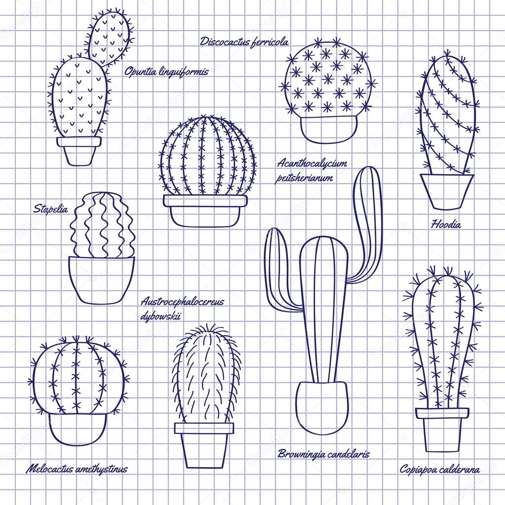 Cacti in pots sketch