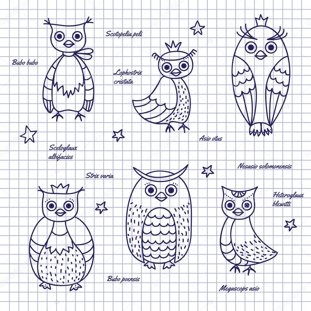 Sketch owls. Hand-draw