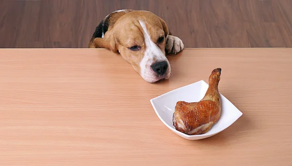 Dog in front dish on table and looking piece chicken — Stock Photo, Image